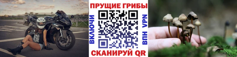 Галлюциногенные грибы Psilocybe  хочу   Вуктыл 